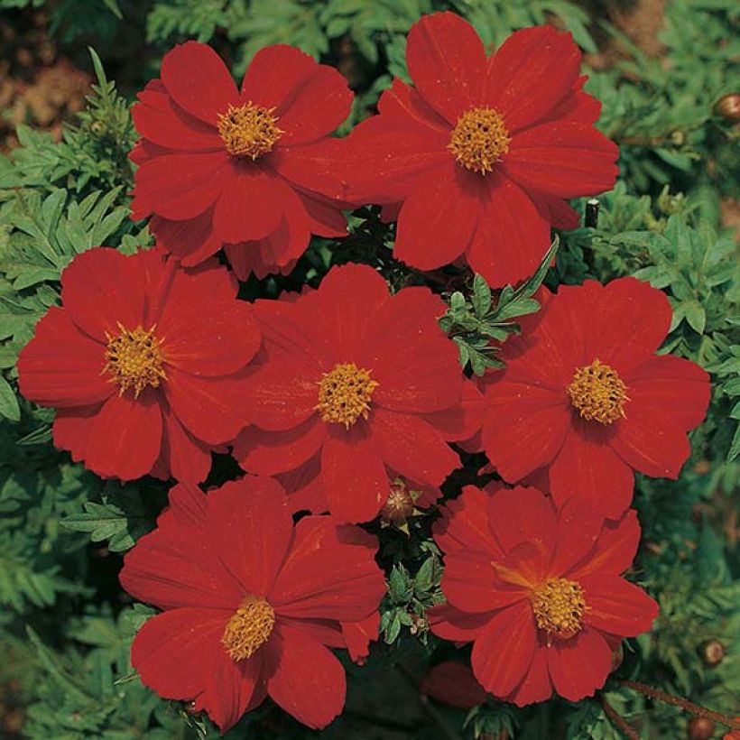 Ladybird Scarlet Cosmos - Cosmos sulphureus seeds (Flowering)