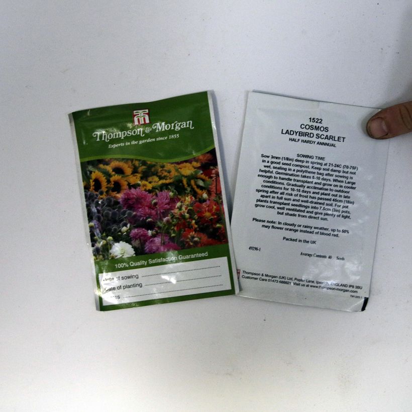 Example of Ladybird Scarlet Cosmos - Cosmos sulphureus seeds per pack of 50 seeds (0,5g) specimen as delivered