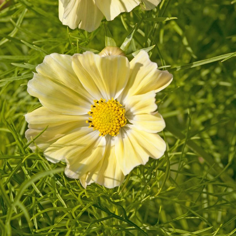 sulphureus Cosmos Kiiro - Sulfur Cosmos (Flowering)