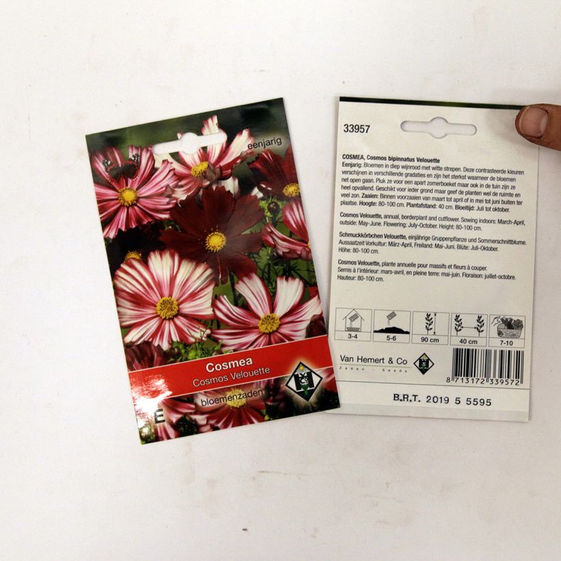 Example of Cosmos Velouette Seeds - Cosmos bipinnatus specimen as delivered