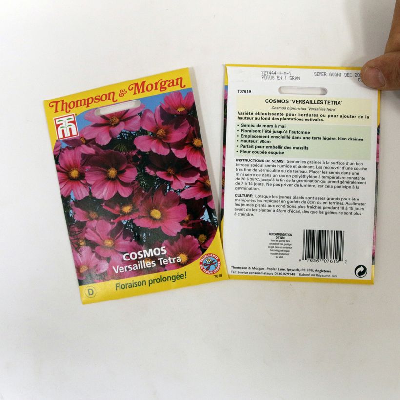 Example of Cosmos Versailles Tetra Seeds - Cosmos bipinnatus per pack of 60 seeds specimen as delivered
