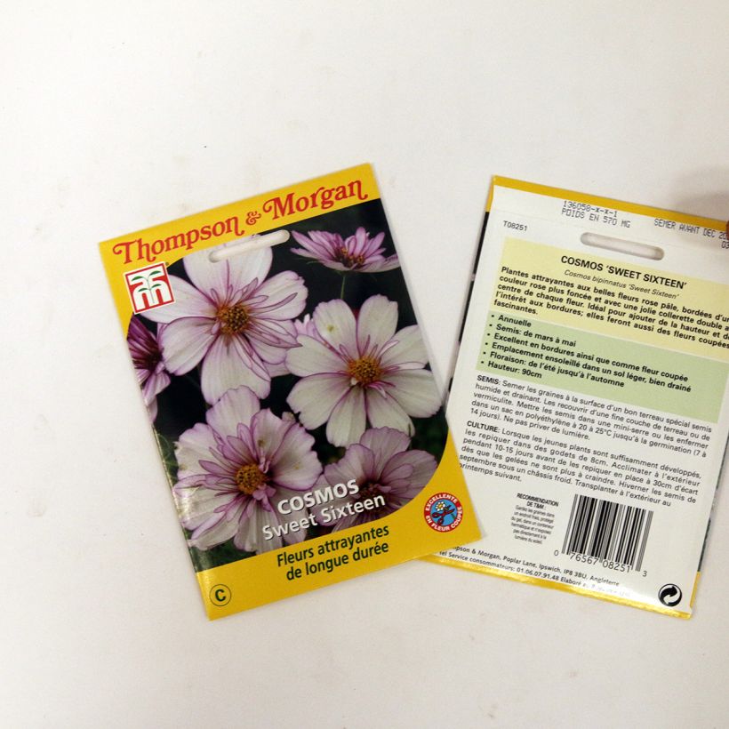 Example of Cosmos Sweet Sixteen Seeds - Cosmos bipinnatus specimen as delivered