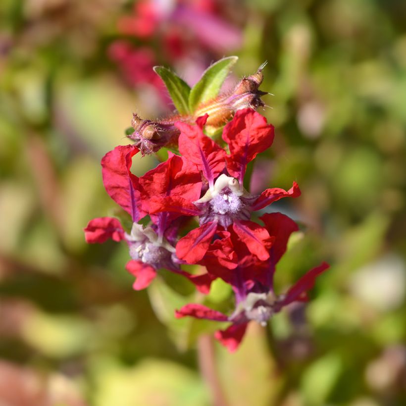 Cuphea miniata Mix seeds  (Flowering)