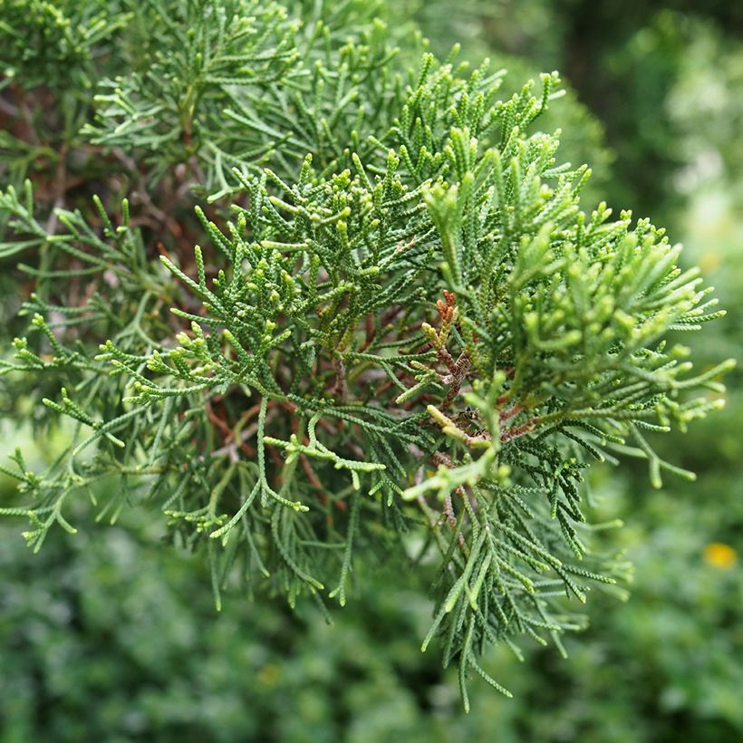 Provence Cypress - Cupressus sempervirens seeds (Foliage)