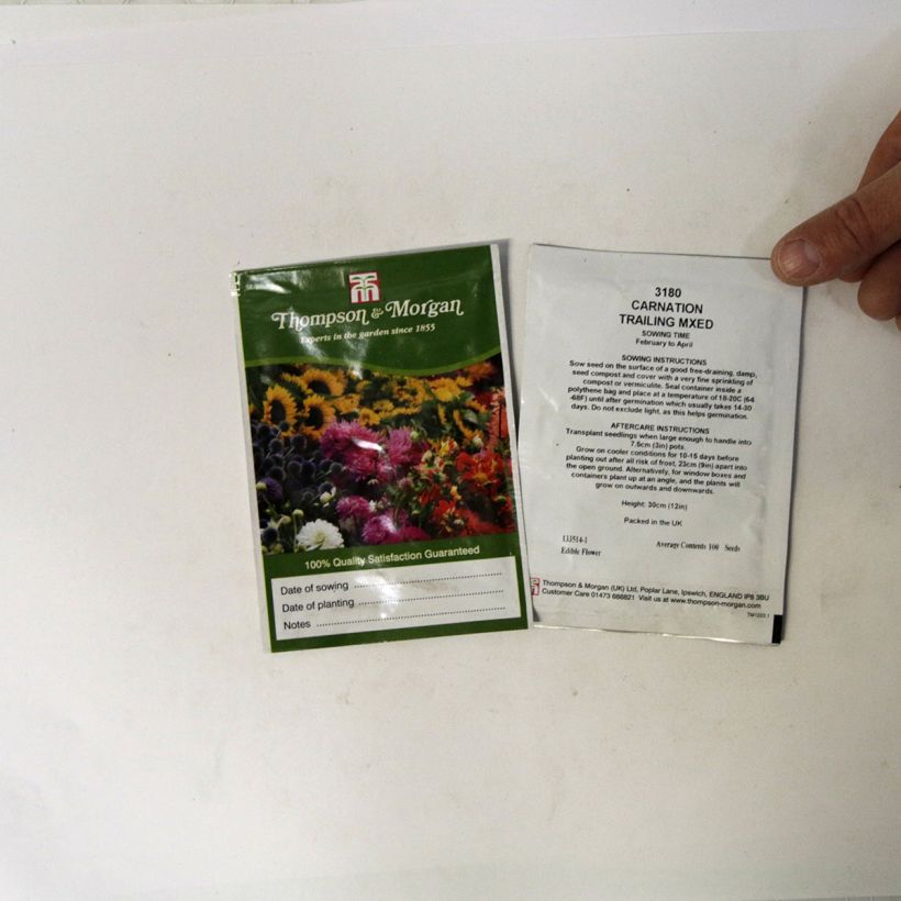 Example of Florists Carnation Trailing Carnations Mixed Seeds - Dianthus caryophyllus per pack of 100 seeds specimen as delivered