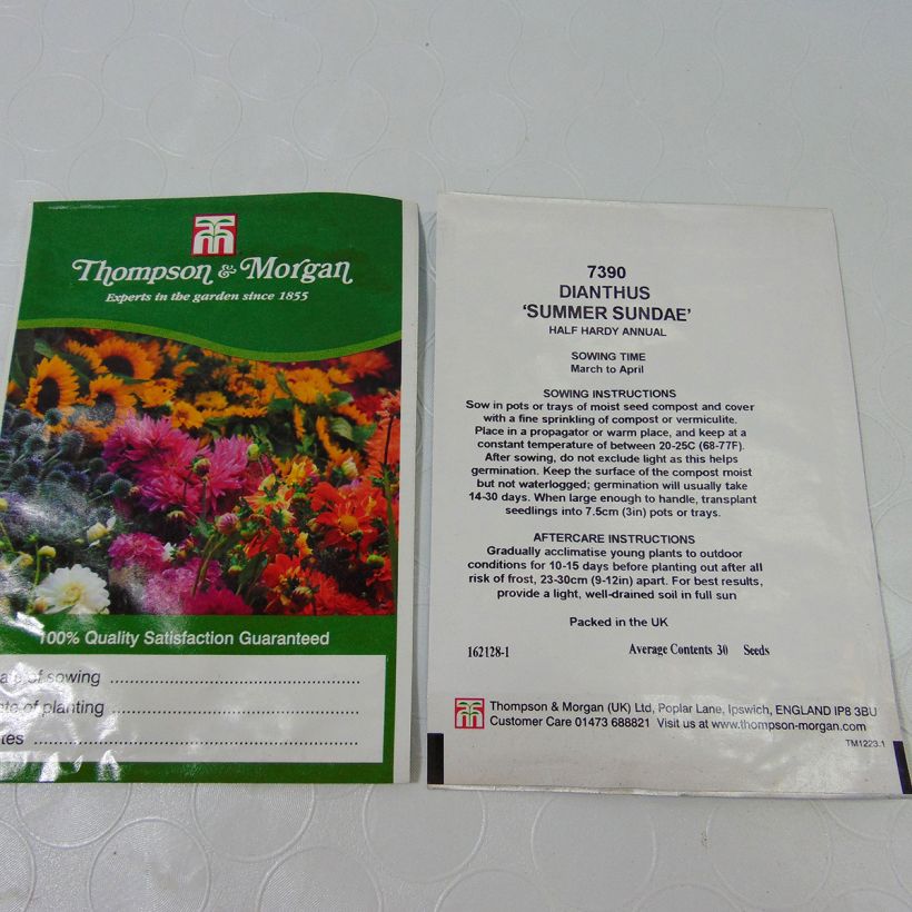 Example of Dianthus barbatus  Summer Sundae - Sweet William Seeds per pack of 30 seeds specimen as delivered