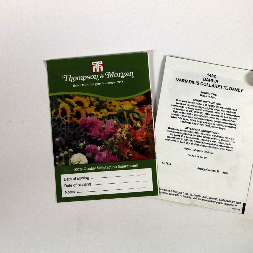 Example of Dwarf Dahlia Collarette Dandy Mix Seeds per pack of 55 seeds specimen as delivered