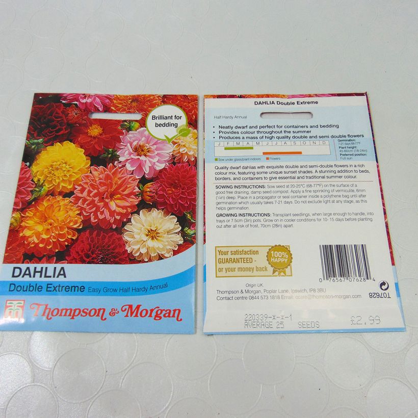 Example of Dwarf Dahlia Double Extreme Mix Seeds per pack of 50 seeds (0,5g) specimen as delivered