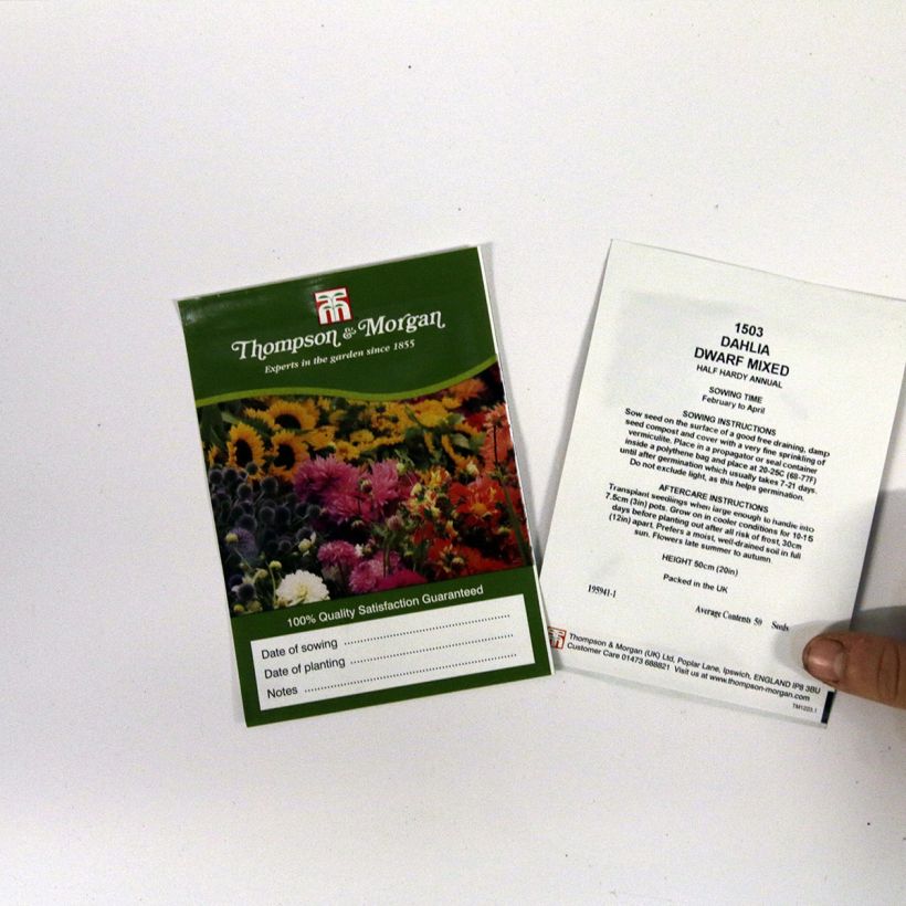 Example of Dwarf Dahlia Mixed Seeds per pack of 50 seeds (0,5g) specimen as delivered
