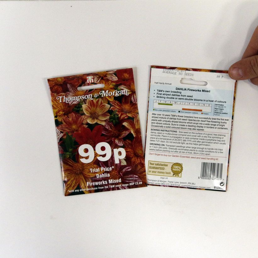 Example of Dwarf Dahlia Fireworks Mixed Seeds per pack of 12 seeds specimen as delivered