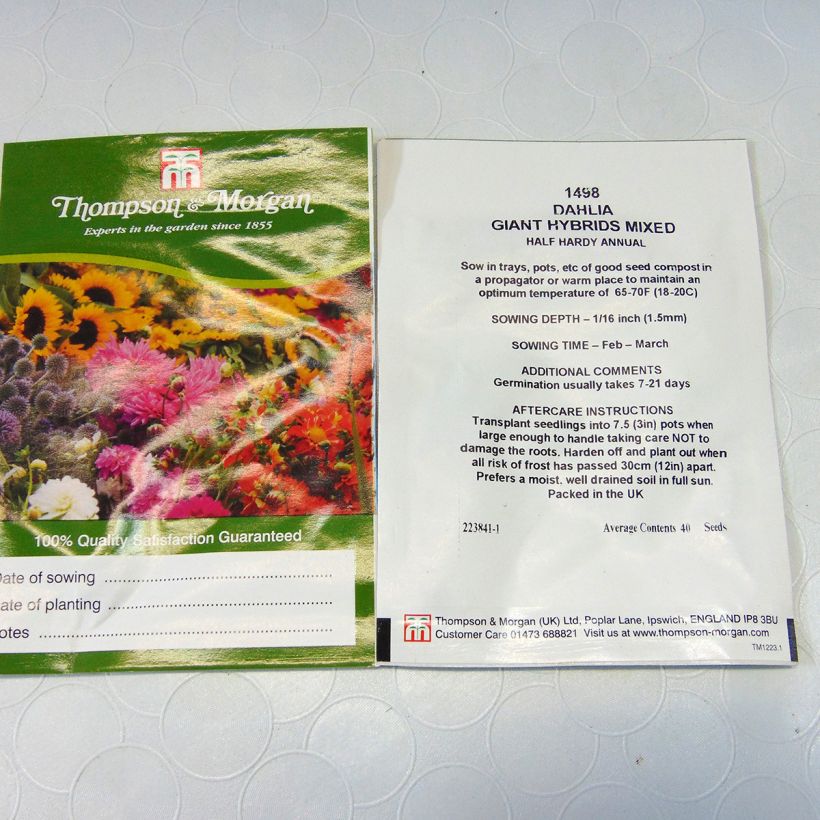 Example of Dahlia Giant Hybrids Mixed Seeds per pack of 40 seeds specimen as delivered