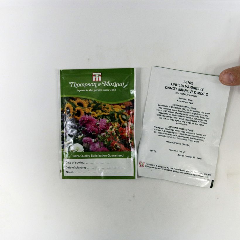 Example of Dwarf Dahlia Dandy Improved Mix Seeds specimen as delivered