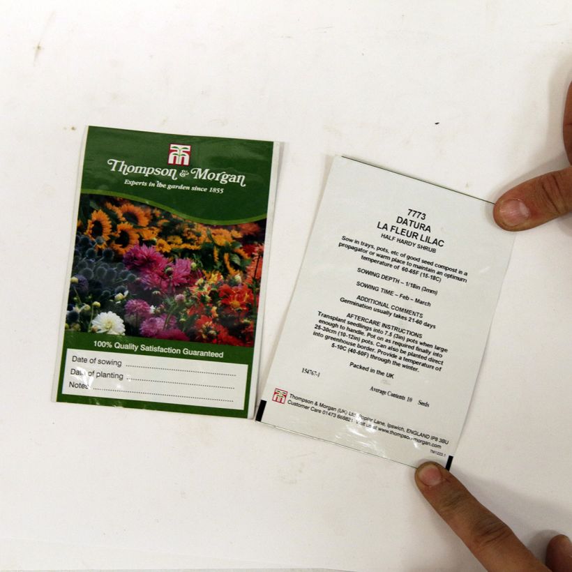 Example of Datura meteloides La Fleur Lilac Seeds - Brugmansia per pack of 8 seeds specimen as delivered