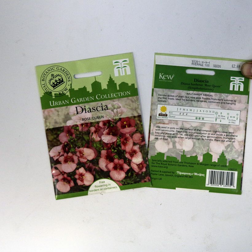 Example of Diascia barberae Rose Queen Seeds - Twinspur per pack of 550 seeds (0,15g) specimen as delivered
