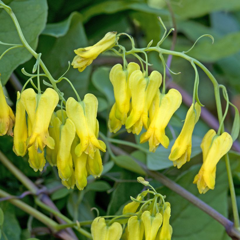 Dactylocapnos scandens - Yellow bleeding heart vine (Flowering)