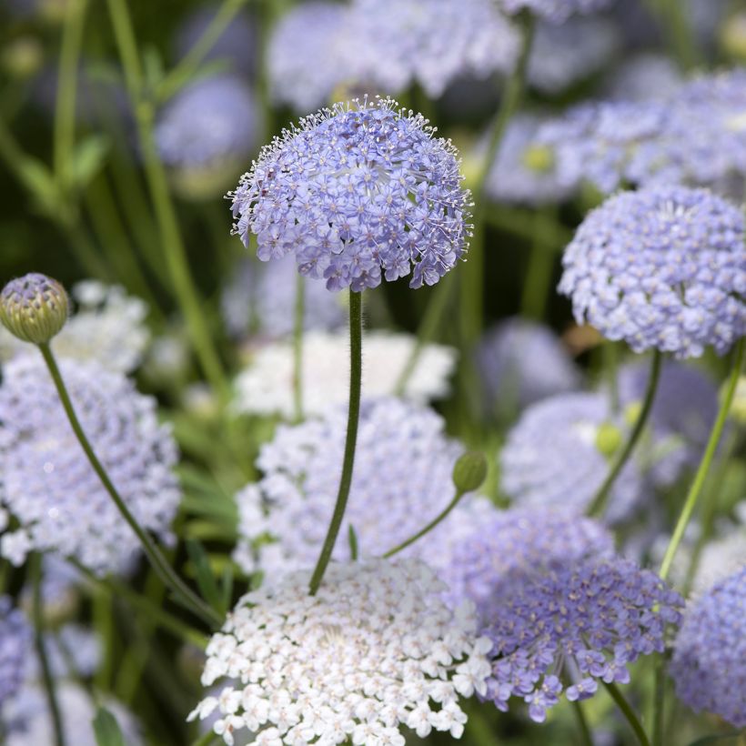 Trachymene coerulea Lace Blue (Flowering)