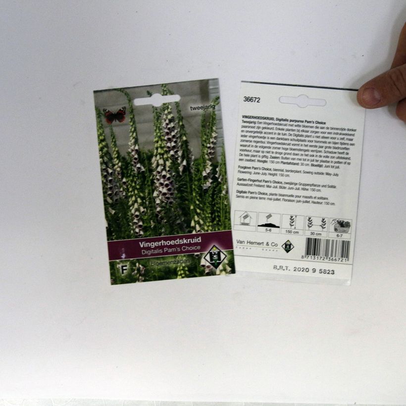 Example of Foxglove Pams Choice Seeds - Digitalis purpurea specimen as delivered