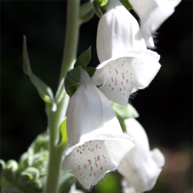 Digitalis Silver Fox Improved Seeds - Foxglove (Flowering)