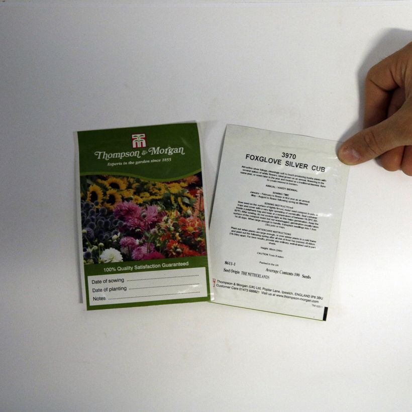 Example of Digitalis Silver Fox Improved Seeds - Foxglove per pack of 100 seeds specimen as delivered