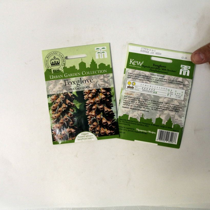 Example of Digitalis parviflora Milk Chocolate - Foxglove Seeds per pack of 100 seeds specimen as delivered