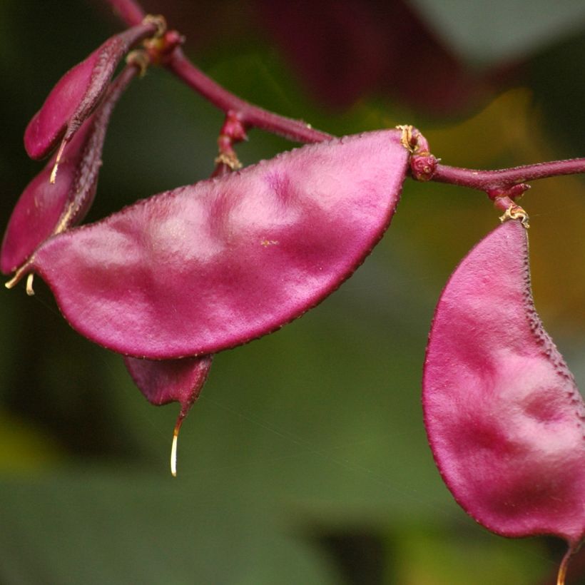 Dolichos Ruby Moon - Lablab Bean seeds (Harvest)