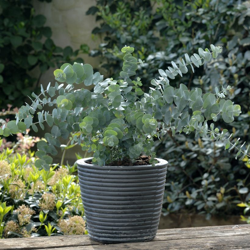 Eucalyptus pulverulenta Baby Blue - Silver-leaved Mountain Gum (Plant habit)