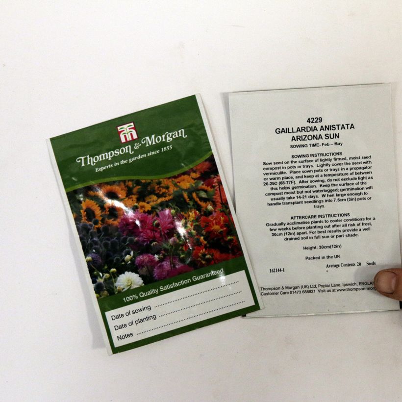 Example of Gaillardia aristata Arizona Sun - Great Blanket Flower specimen as delivered