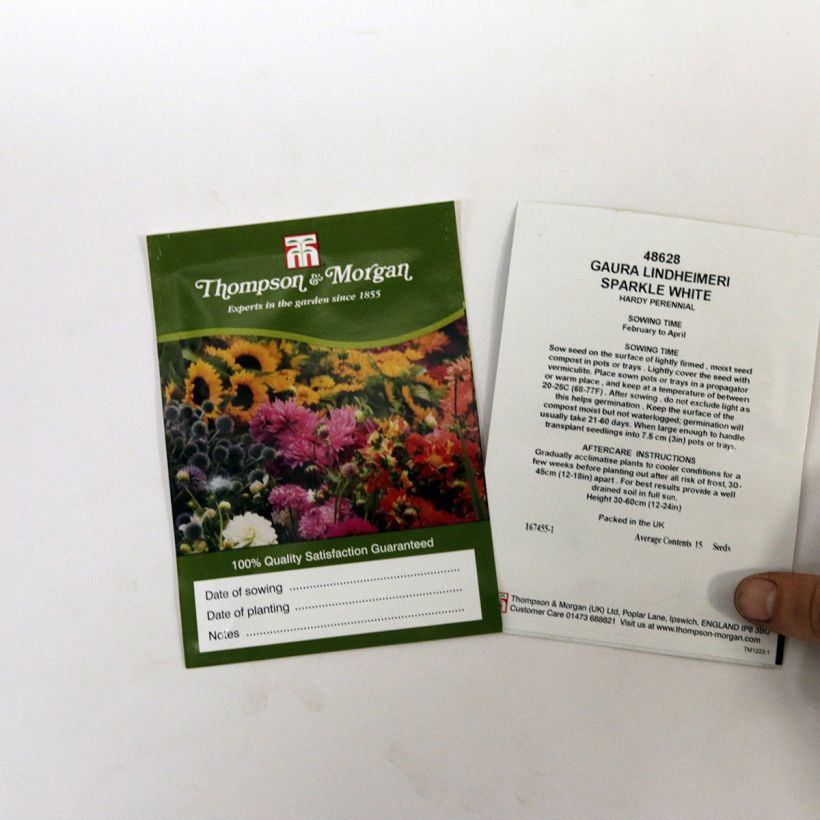Example of Gaura lindheimeri Sparkle White - Lindheimer's Beeblossom seeds per pack of 15 seeds specimen as delivered
