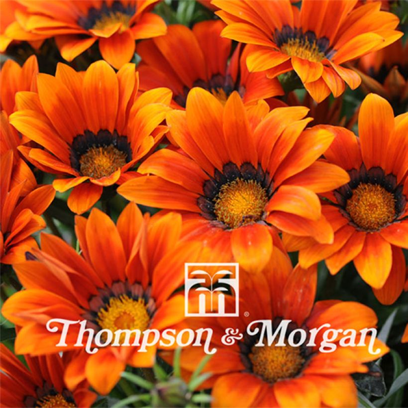 Gazania rigens Kiss Bronze - Treasure flower (Flowering)