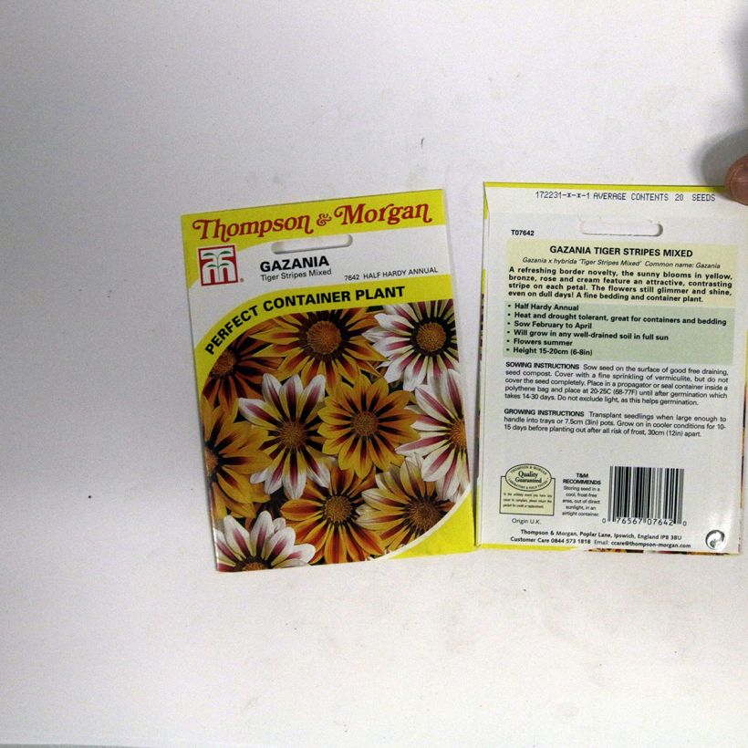 Example of Gazania Tiger Stripes Mixed Seeds - Treasure Flower specimen as delivered