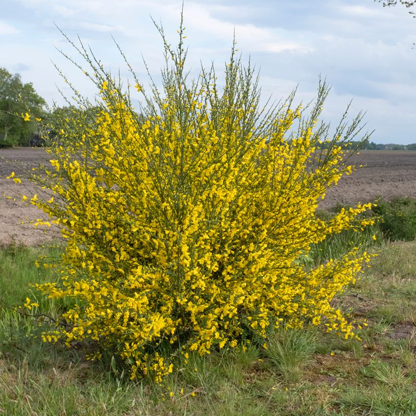 Cytisus scoparius seeds - Common broom (Plant habit)