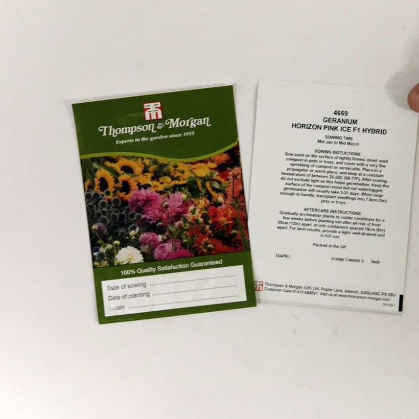 Example of Pelargonium Horizon Pink Ice - F1 Hybrid seed per pack of 6 seeds specimen as delivered