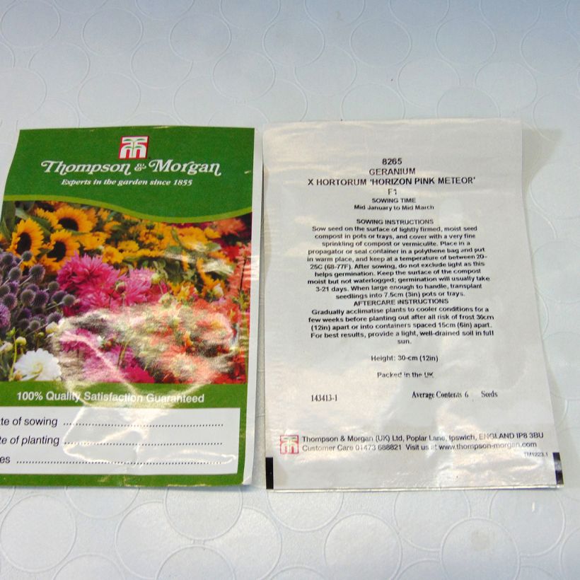 Example of Pelargonium Horizon Pink Meteor F1 Seeds - Geranium per pack of 6 seeds specimen as delivered