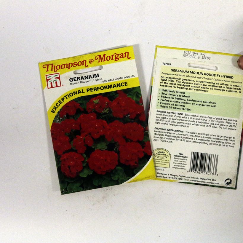 Example of Pelargonium Moulin Rouge F1 Seeds - Geranium specimen as delivered