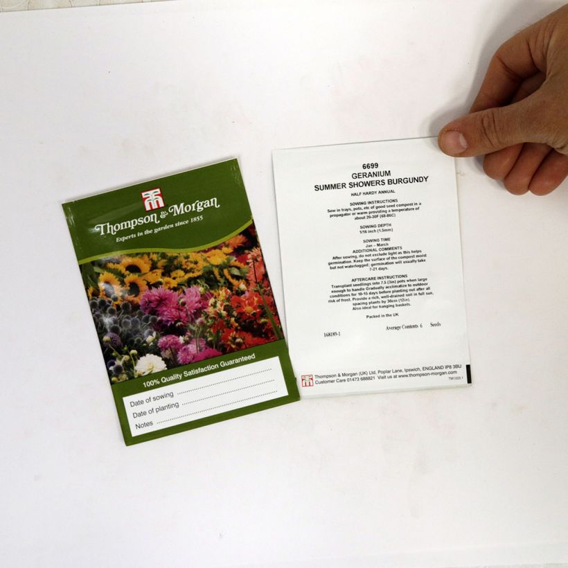 Example of Pelargonium Summer Showers Burgundy - seeds per pack of 6 seeds specimen as delivered