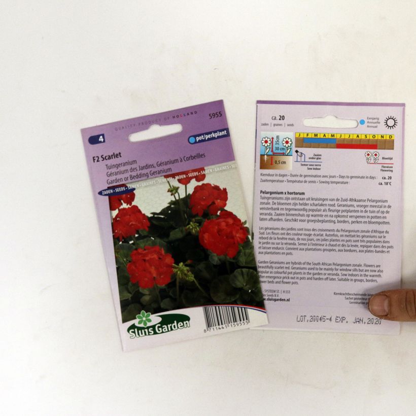 Example of Pelargonium Scarlet F2 Seeds - Geranium specimen as delivered