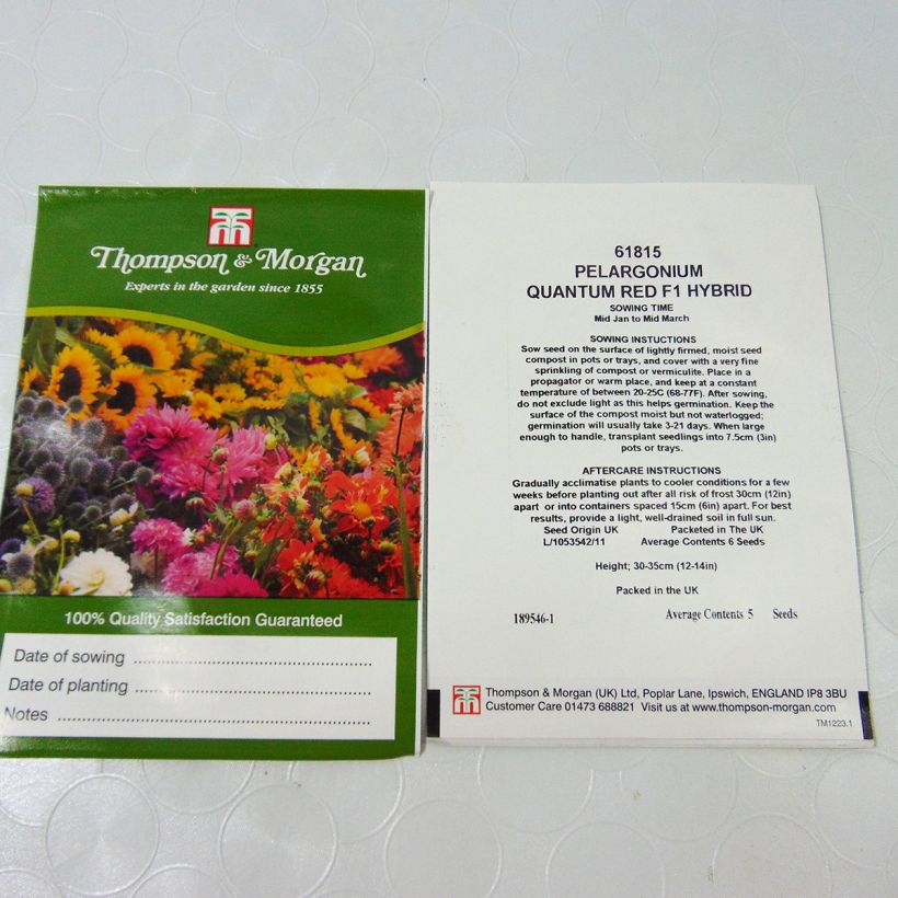 Example of Pelargonium Quantum Red Seeds - Geranium per pack of 5 seeds specimen as delivered