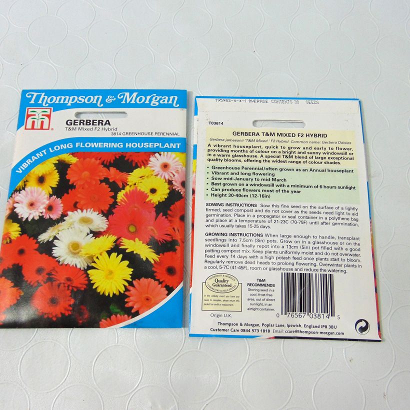Example of Gerbera jamesonii T&M Mixed F2 Seeds - African Daisy per pack of 50 seeds (0,1g) specimen as delivered