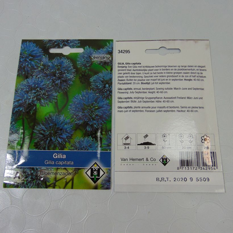 Example of Gilia capitata - Blue-thimble-flower seeds specimen as delivered