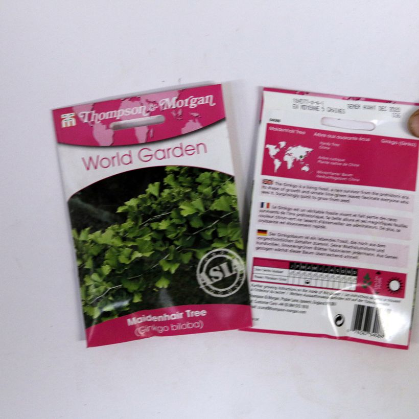 Example of Ginkgo biloba seeds per pack of 5 seeds (6g) specimen as delivered