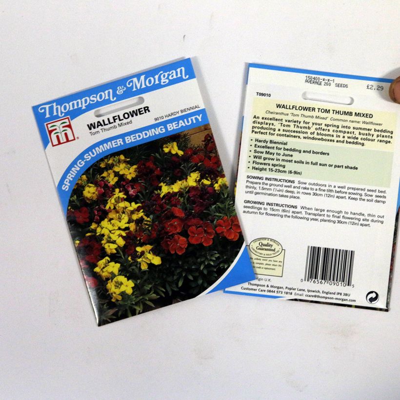 Example of Dwarf Wallflower Tom Thumb Mixed Seeds specimen as delivered