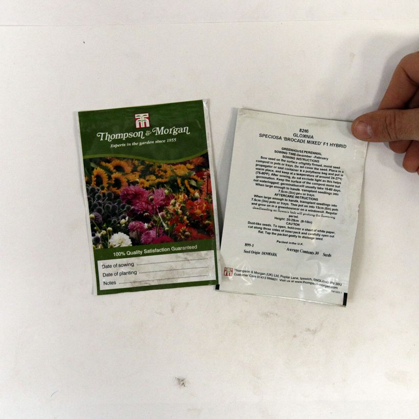 Example of Gloxinia Brocade Double Mixed seeds specimen as delivered