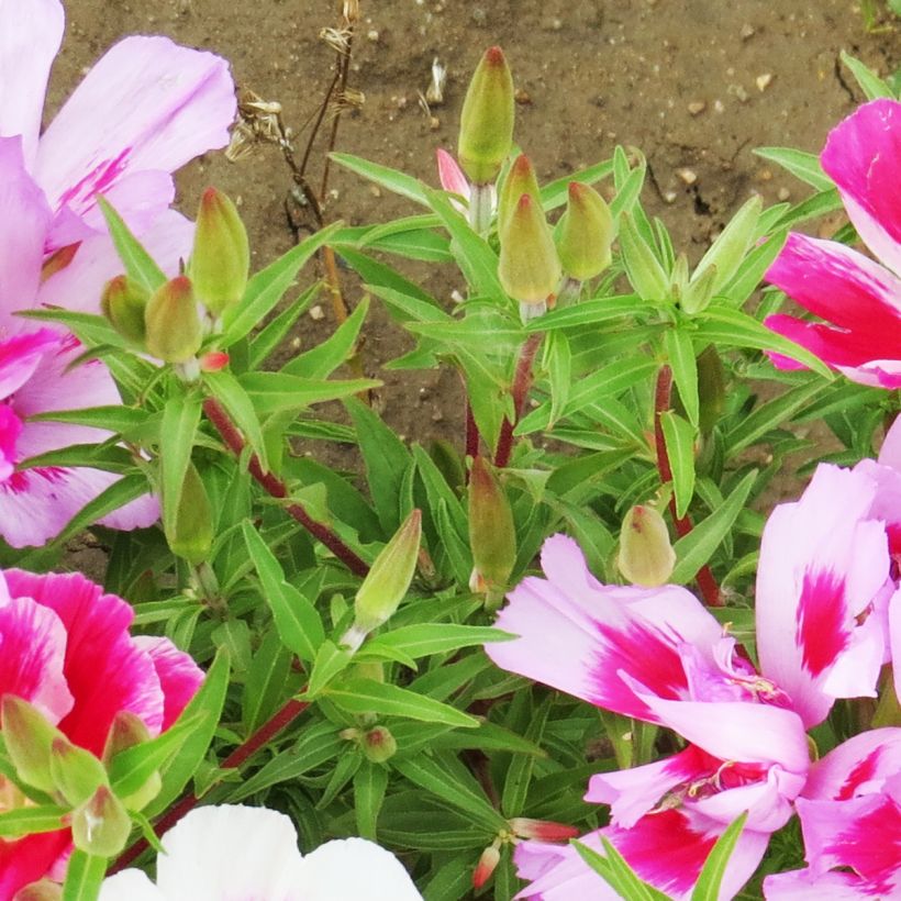 Godetia amoena subsp. whitneyi  (Foliage)