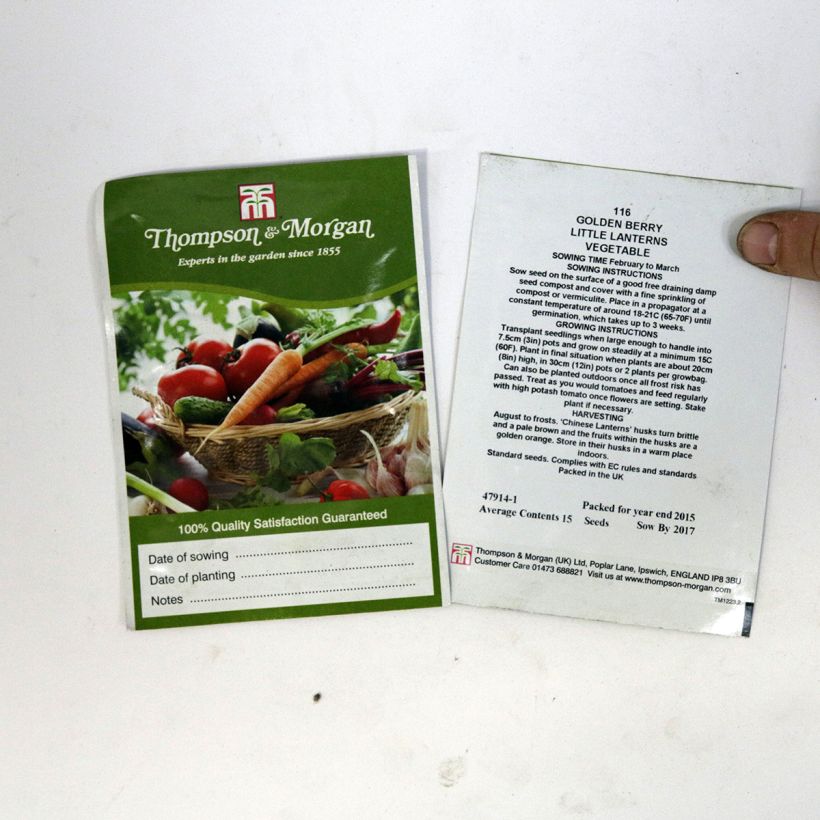 Example of Physalis peruviana Little Lanterns - seeds per pack of 15 seeds specimen as delivered