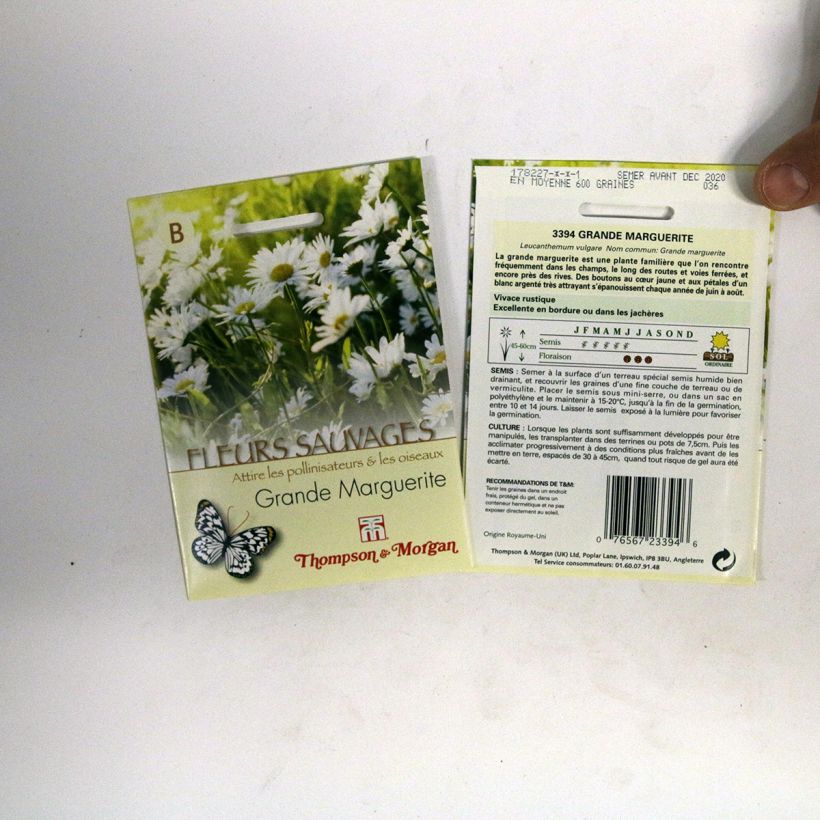 Example of Leucanthemum vulgare - Oxeye Daisy seeds specimen as delivered