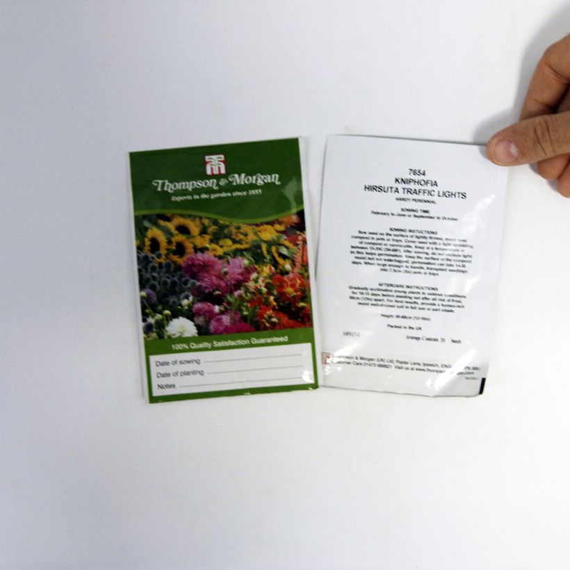 Example of Kniphofia Traffic Lights - Red Hot Poker seeds per pack of 20 seeds specimen as delivered
