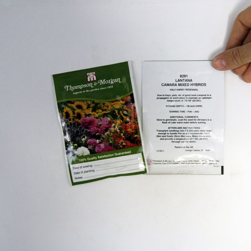 Example of Lantana camara Mixed Hybrids - West Indian Lantana seeds specimen as delivered