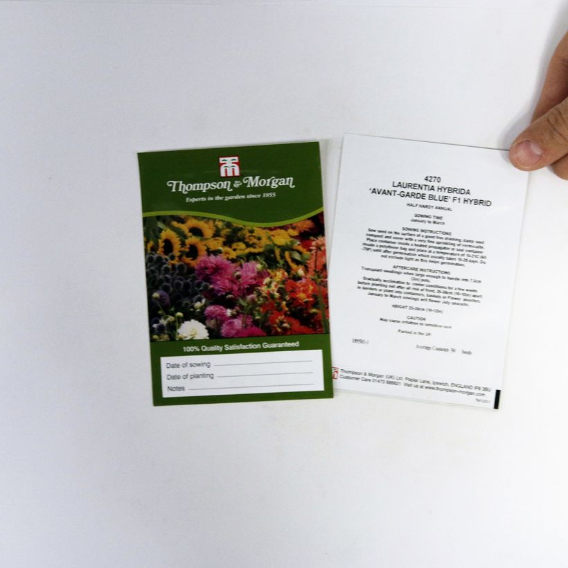 Example of Laurentia Avant-Garde Blue F1 Seeds - Solenopsis axillaris per pack of 50 seeds specimen as delivered