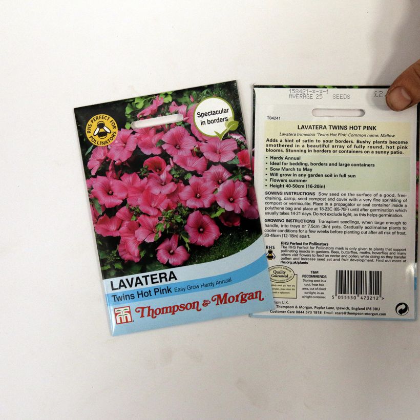 Example of Lavatera trimestris Twins Hot Pink - Annual Mallow Seeds per pack of 25 seeds specimen as delivered