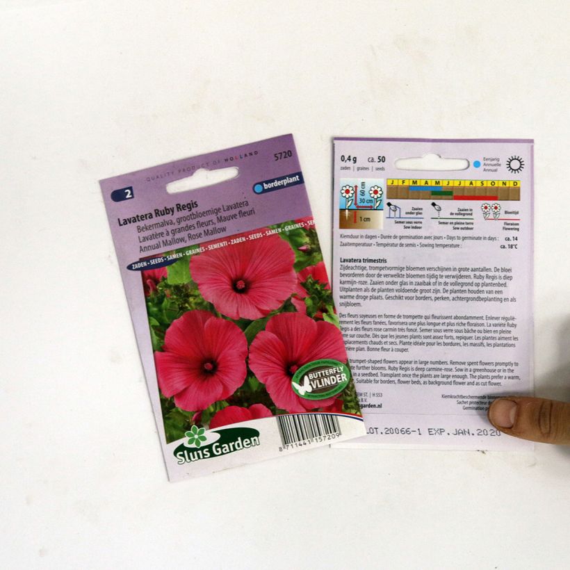 Example of Lavatera trimestris Ruby Regis - Annual Mallow Seeds specimen as delivered